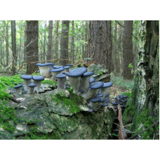 Мицелий Вешенки синий чулок / Вешенка колумбийская (Pleurotus columbinus) Мицелий Вешенки синий чулок / Вешенка колумбийская (Pleurotus columbinus)